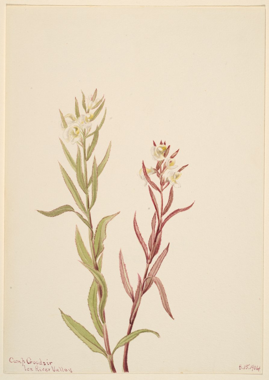 Pedicularis raremosa，1904年。 作者 玛丽·沃克斯·沃尔科特
