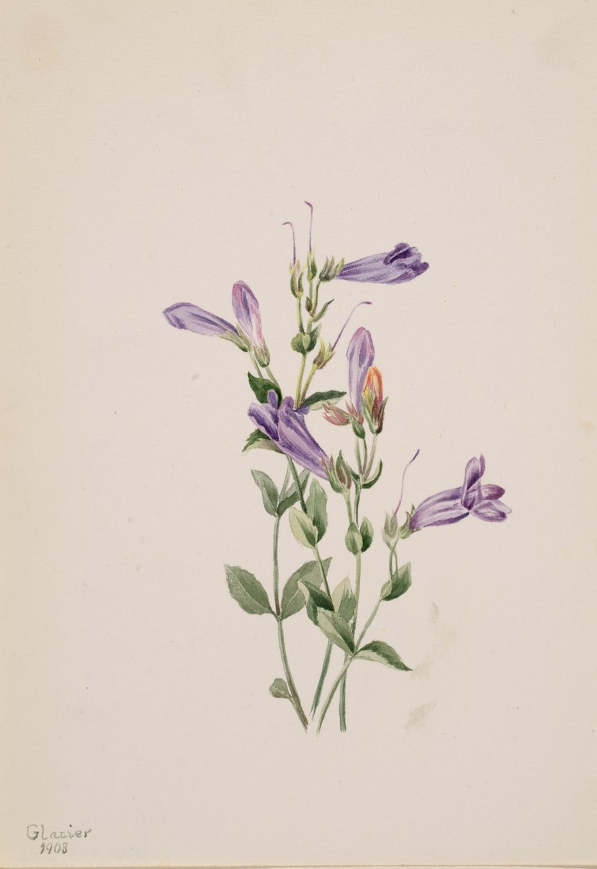 Penstemon Penstimon fruiticosus, 1903. 作者 玛丽·沃克斯·沃尔科特