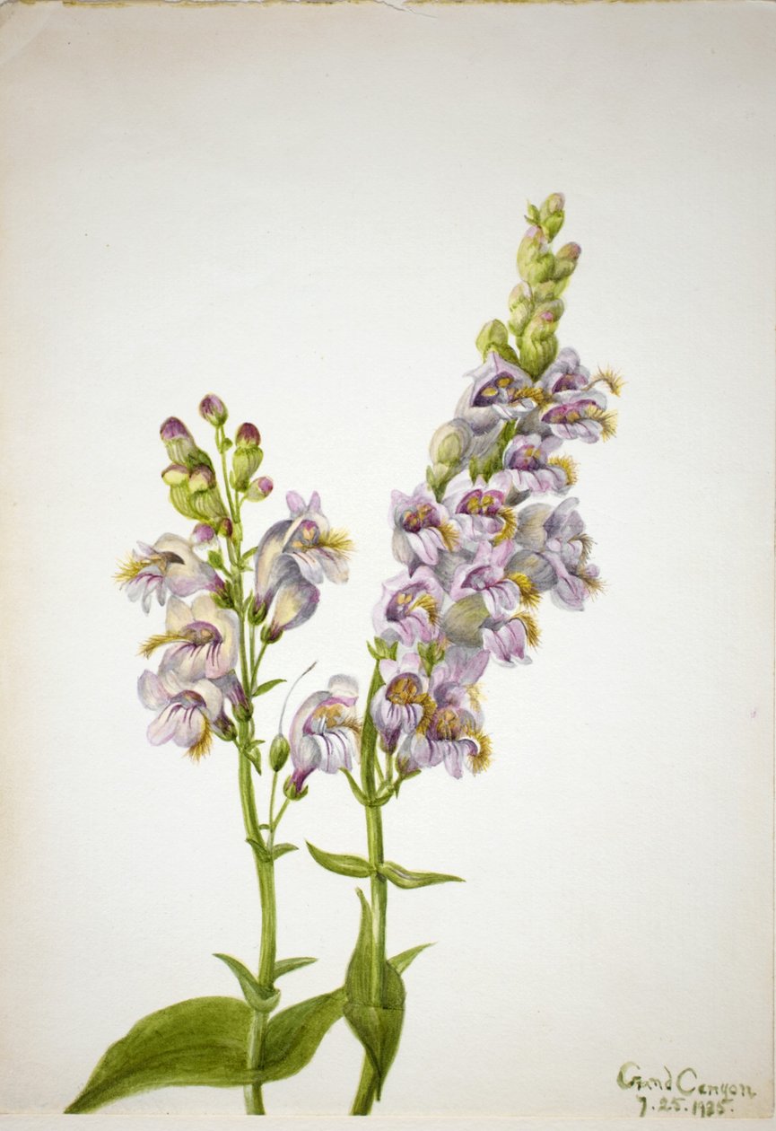 五步蛇（Pentstemon macranthus） 作者 玛丽·沃克斯·沃尔科特