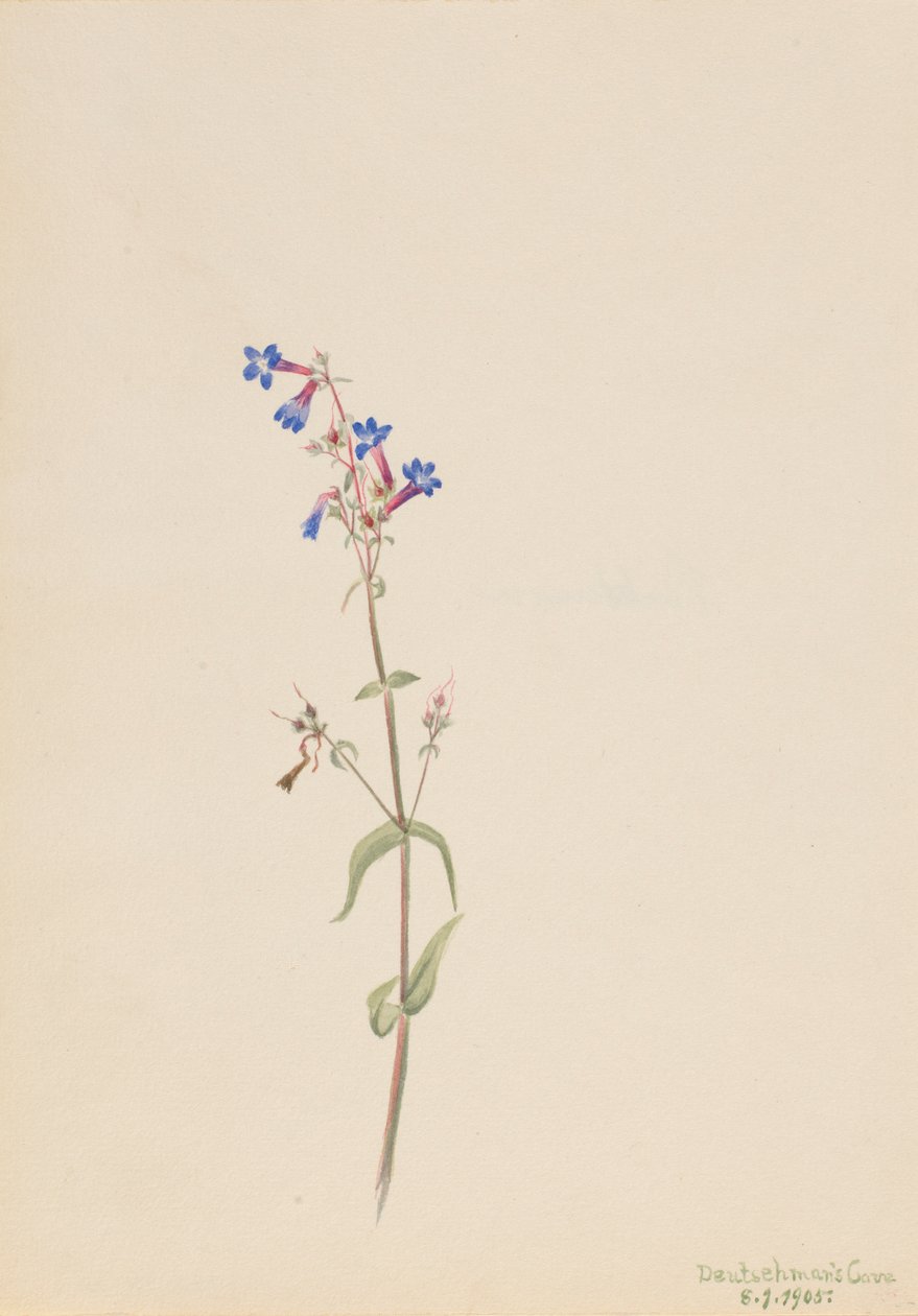 五步蛇（Pentstemon procerus） 作者 玛丽·沃克斯·沃尔科特