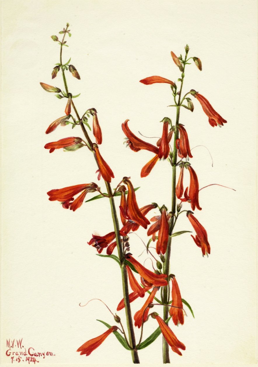 Pentstemon Pentstemon barbatus, 1934. 作者 玛丽·沃克斯·沃尔科特