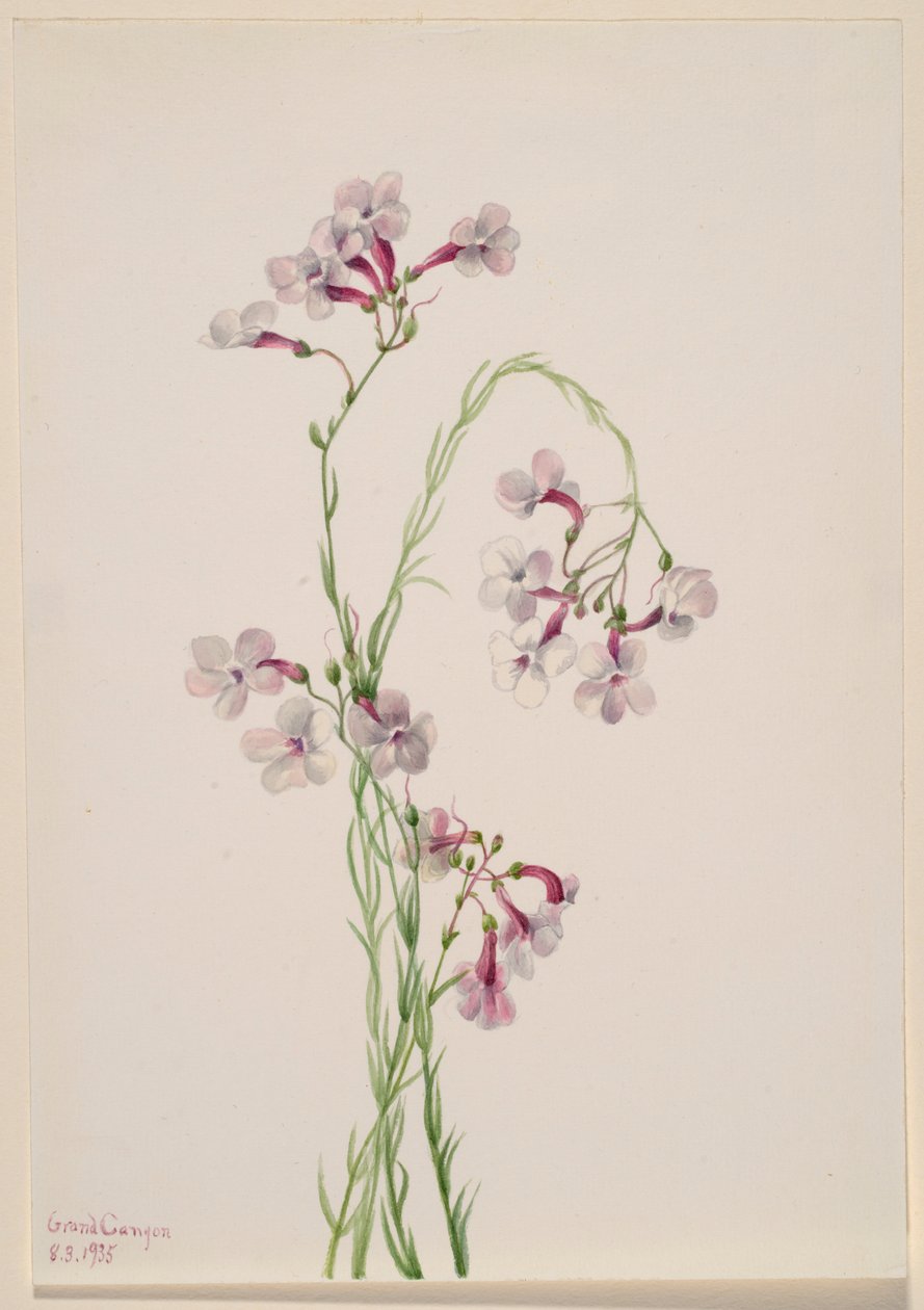 Pentstemon ambiguus 作者 玛丽·沃克斯·沃尔科特