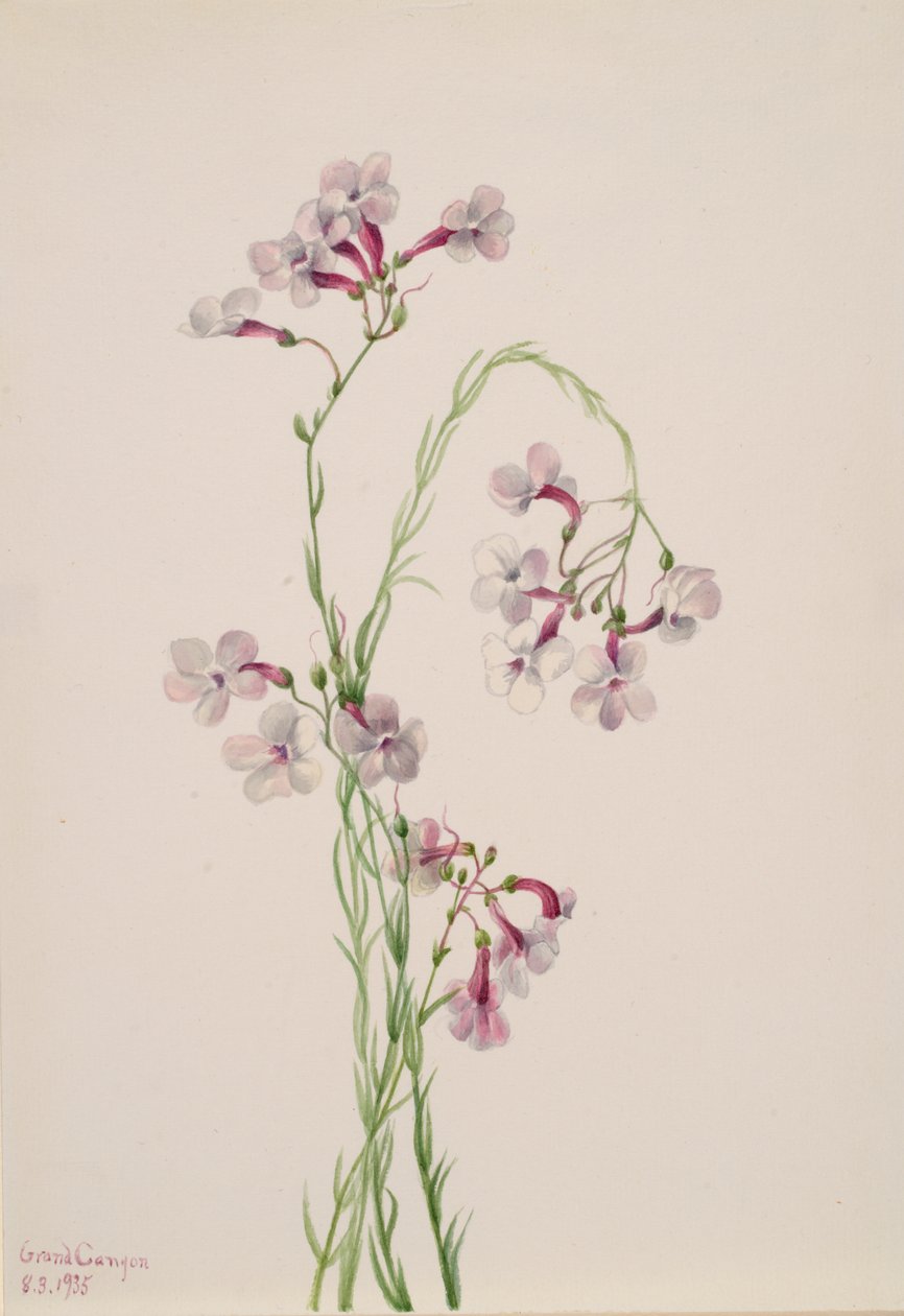 Pentstemon ambiguus, 1935. 作者 玛丽·沃克斯·沃尔科特