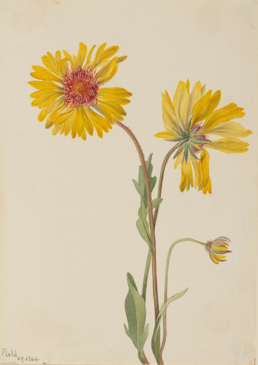 多年生石蒜（Gaillardia aristata） 作者 玛丽·沃克斯·沃尔科特