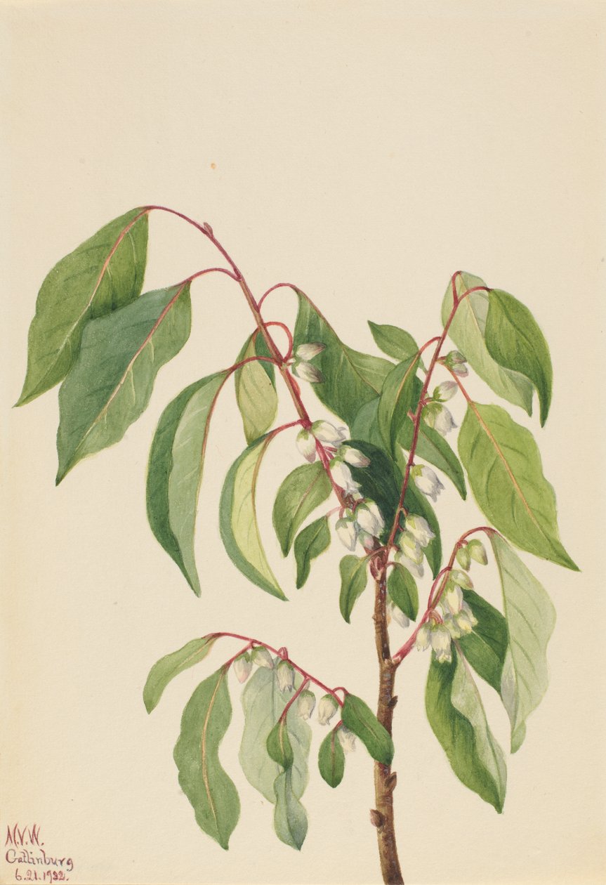 柿子 Diospyros virginiana, 1932. 作者 玛丽·沃克斯·沃尔科特