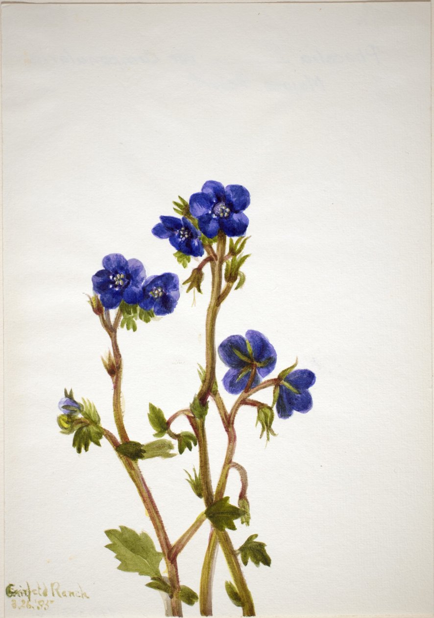 Phacelia (Phacelia parryi) 作者 玛丽·沃克斯·沃尔科特