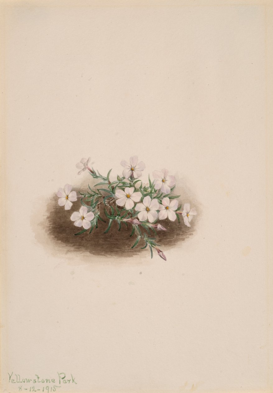 Phlox, 1915. 作者 玛丽·沃克斯·沃尔科特