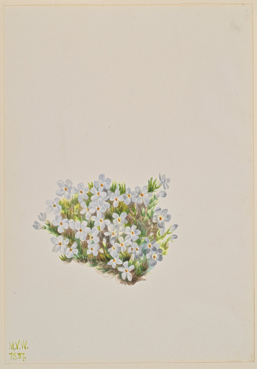 Phlox Phlox caespitosa, 1937. 作者 玛丽·沃克斯·沃尔科特