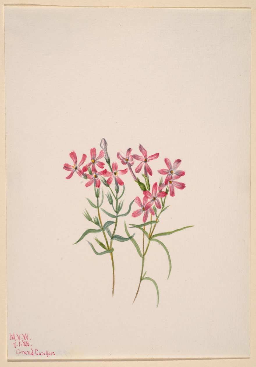 Phlox stansburyi 作者 玛丽·沃克斯·沃尔科特