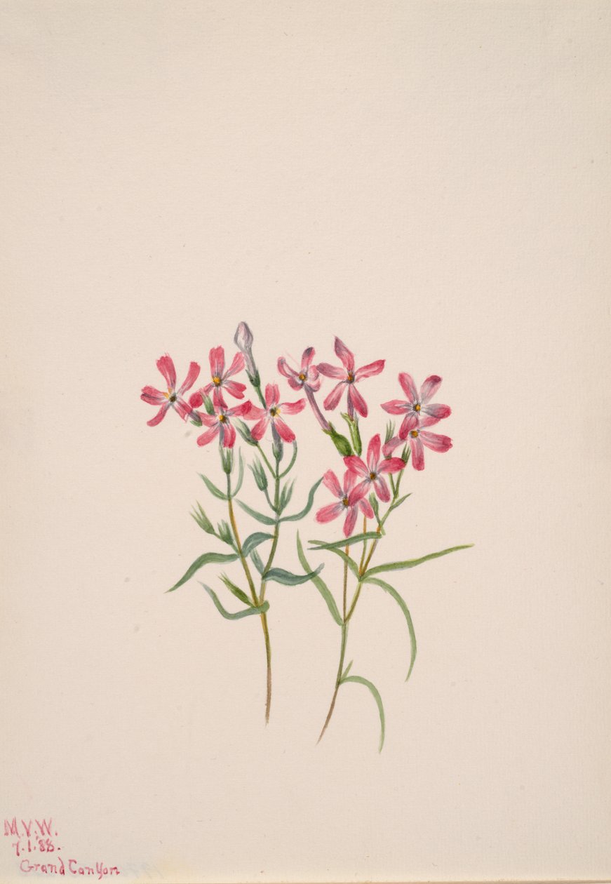 Phlox stansburyi, 1938. 作者 玛丽·沃克斯·沃尔科特