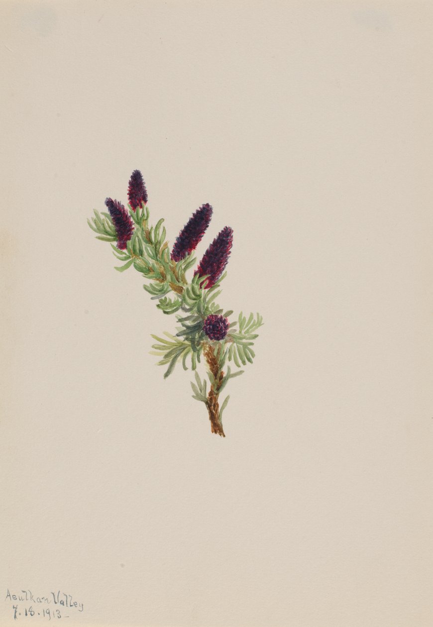 Picea engelmanni, 1913. 作者 玛丽·沃克斯·沃尔科特