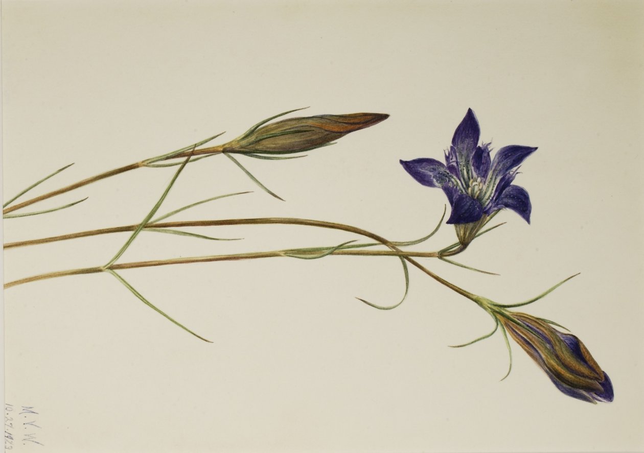 松柏龙胆（Gentiana porphyrio） 作者 玛丽·沃克斯·沃尔科特