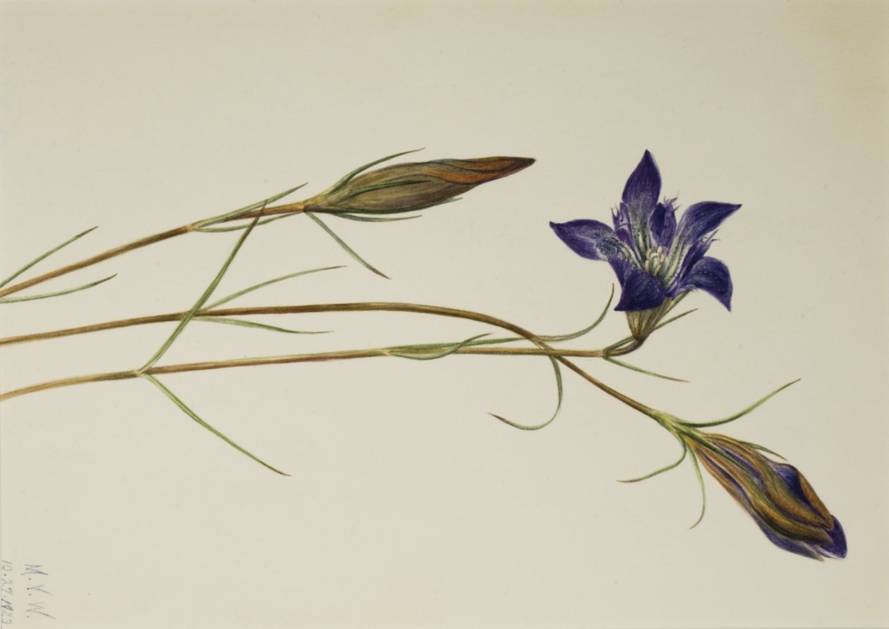 Pinebarren 龙胆 Gentiana porphyrio, 1923. 作者 玛丽·沃克斯·沃尔科特