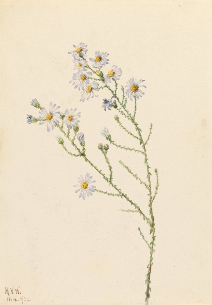 松兰翠菊（Aster squarrosus） 作者 玛丽·沃克斯·沃尔科特