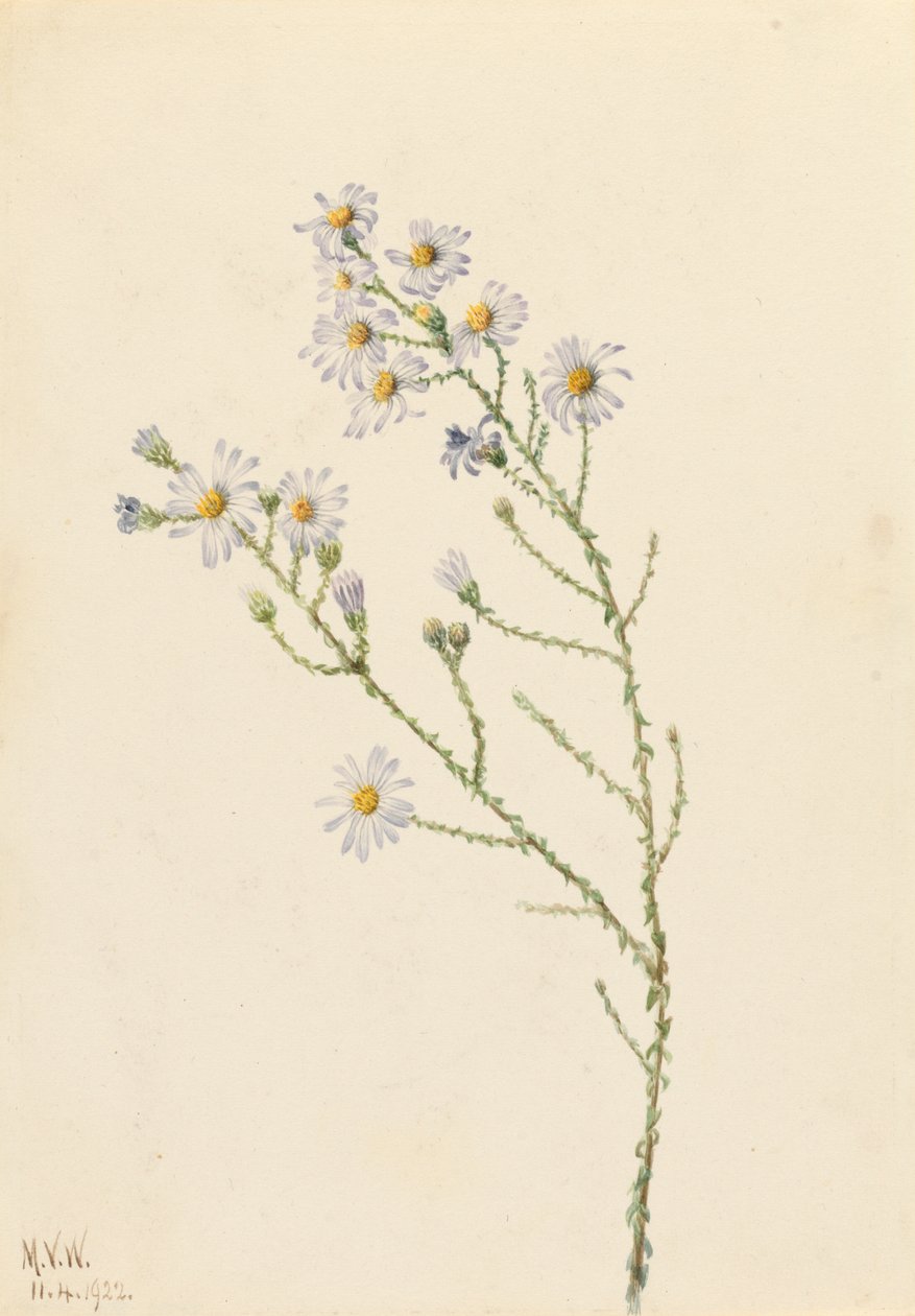 Pineland Aster Aster squarrosus, 1922. 作者 玛丽·沃克斯·沃尔科特