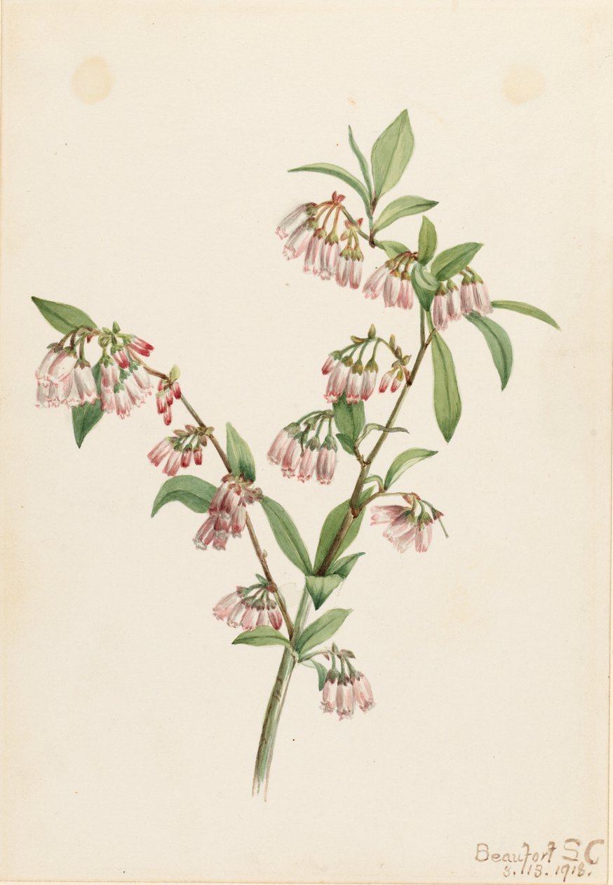 平原蓝莓（Vaccinium tenellum） 作者 玛丽·沃克斯·沃尔科特