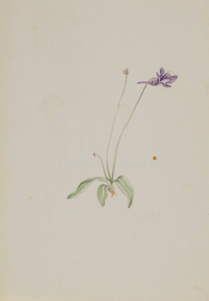 Pinguicula vulgaris 作者 玛丽·沃克斯·沃尔科特
