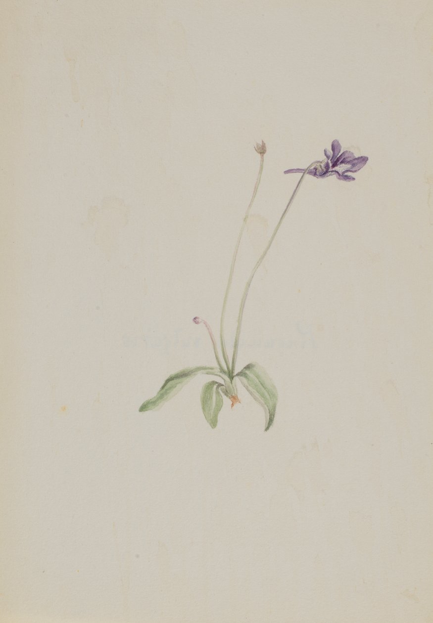 Pinguicula vulgaris，约1930年代初。 作者 玛丽·沃克斯·沃尔科特