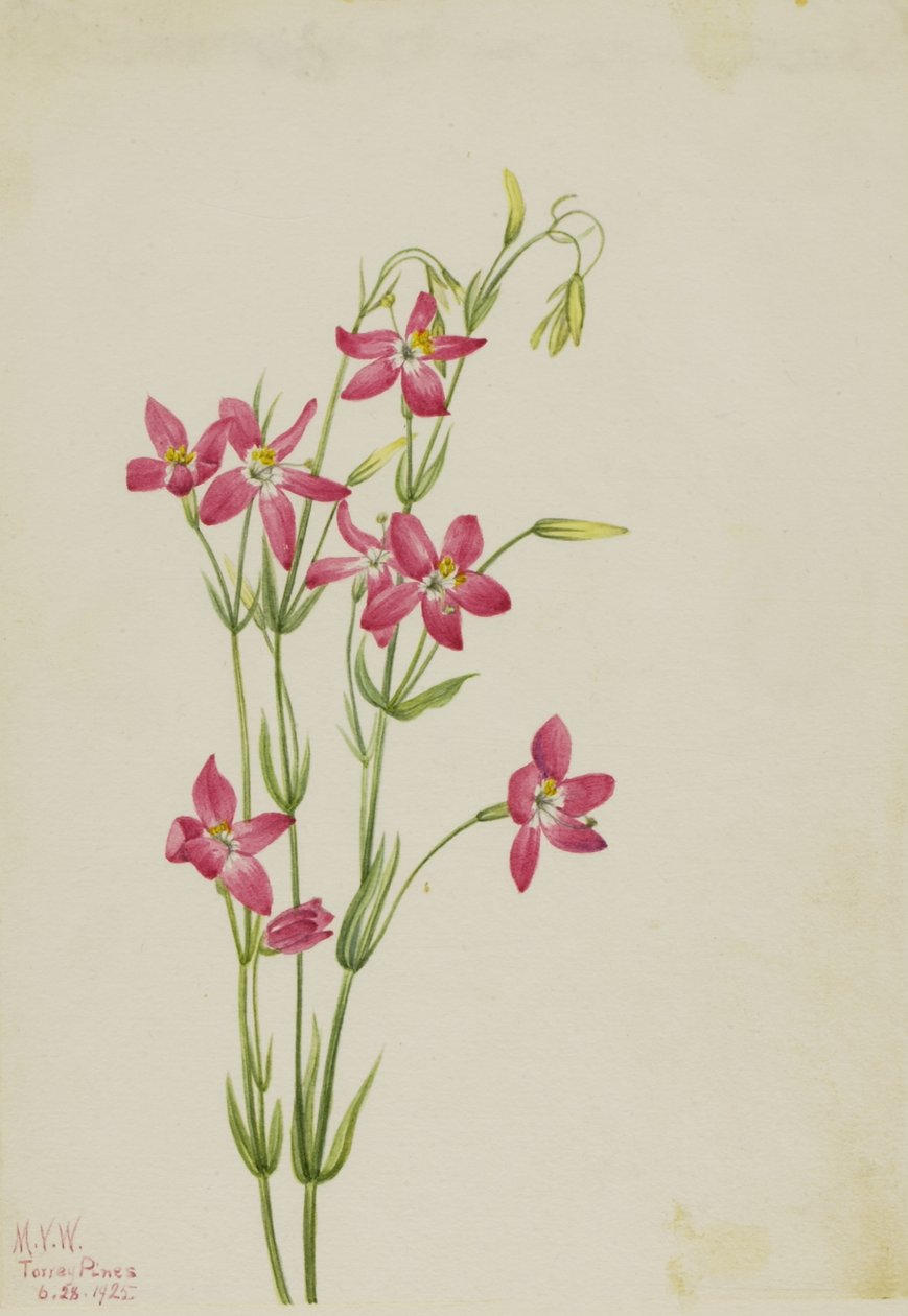 粉色半人马座（Centaurium venustum） 作者 玛丽·沃克斯·沃尔科特