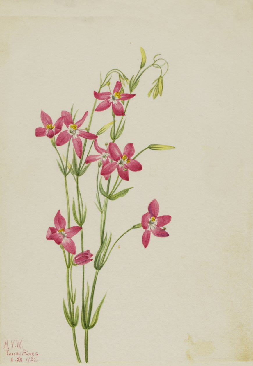 粉红色的半人马座 Centaurium venustum, 1925. 作者 玛丽·沃克斯·沃尔科特