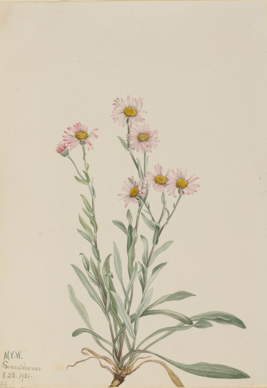 粉红马鞭草（Erigeron caespitosus） 作者 玛丽·沃克斯·沃尔科特