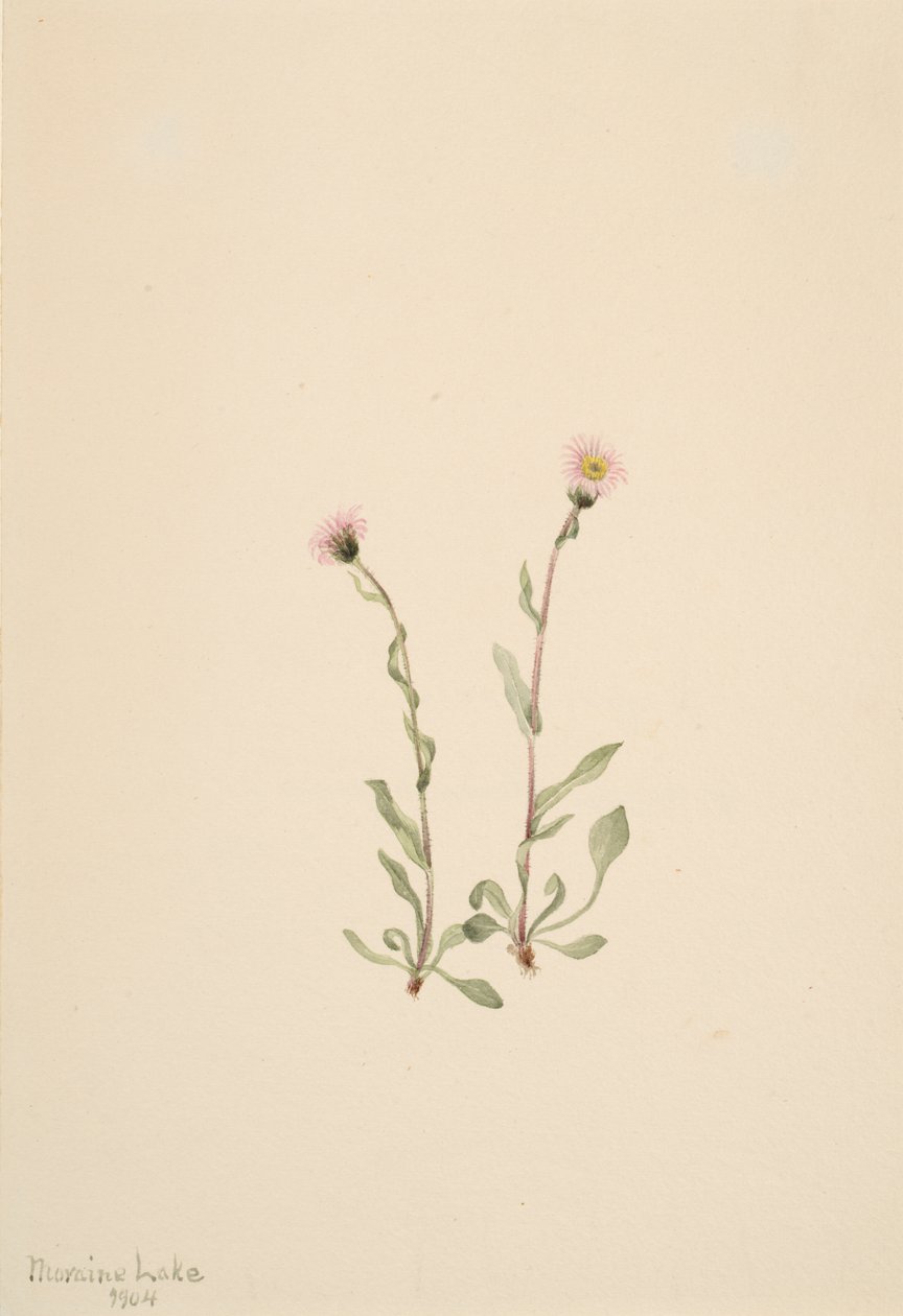 Pink Fleabane Erigeron jucundus, 1904. 作者 玛丽·沃克斯·沃尔科特