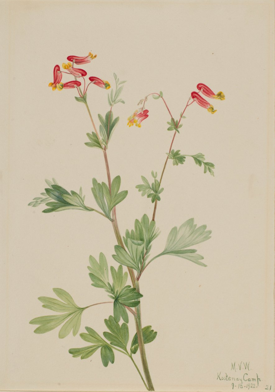粉红箭竹（Capnoides sempervirens） 作者 玛丽·沃克斯·沃尔科特