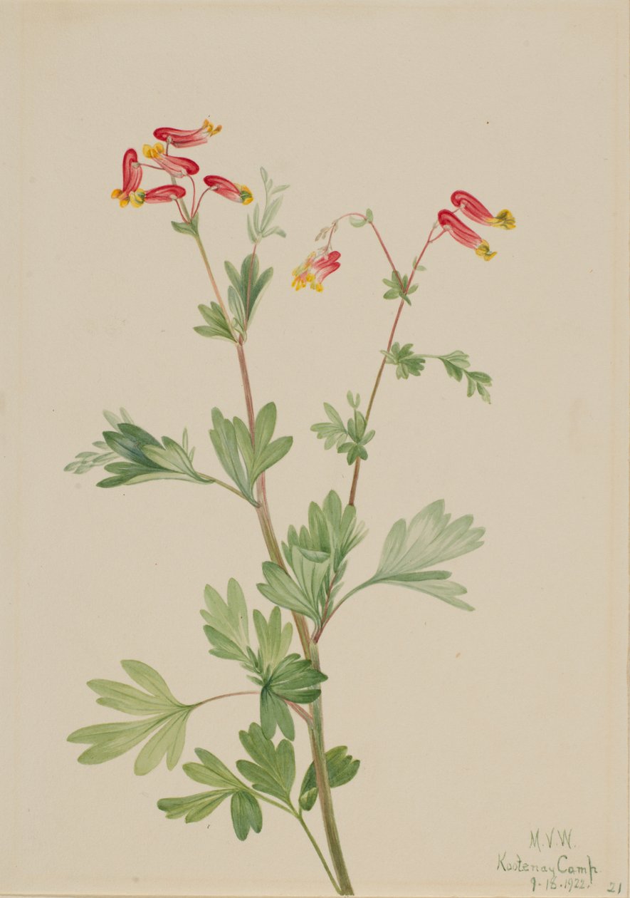 Pink Fumeroot Capnoides sempervirens, 1922. 作者 玛丽·沃克斯·沃尔科特
