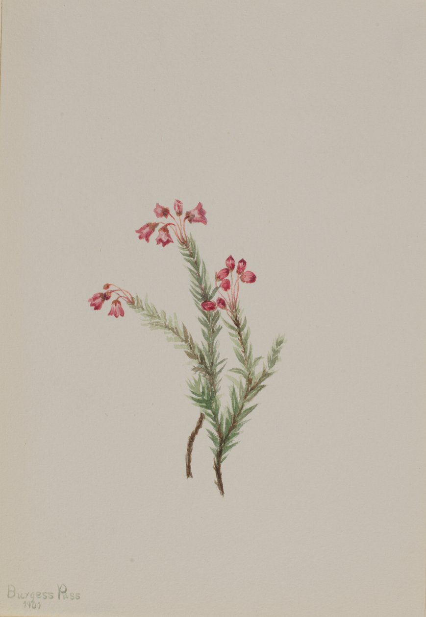 粉红石楠（Phyllodoce empetriformis） 作者 玛丽·沃克斯·沃尔科特