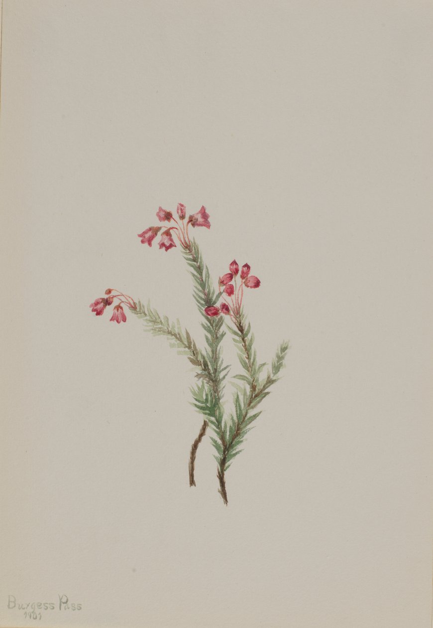 粉红石楠 Phyllodoce empetriformis, 1901. 作者 玛丽·沃克斯·沃尔科特