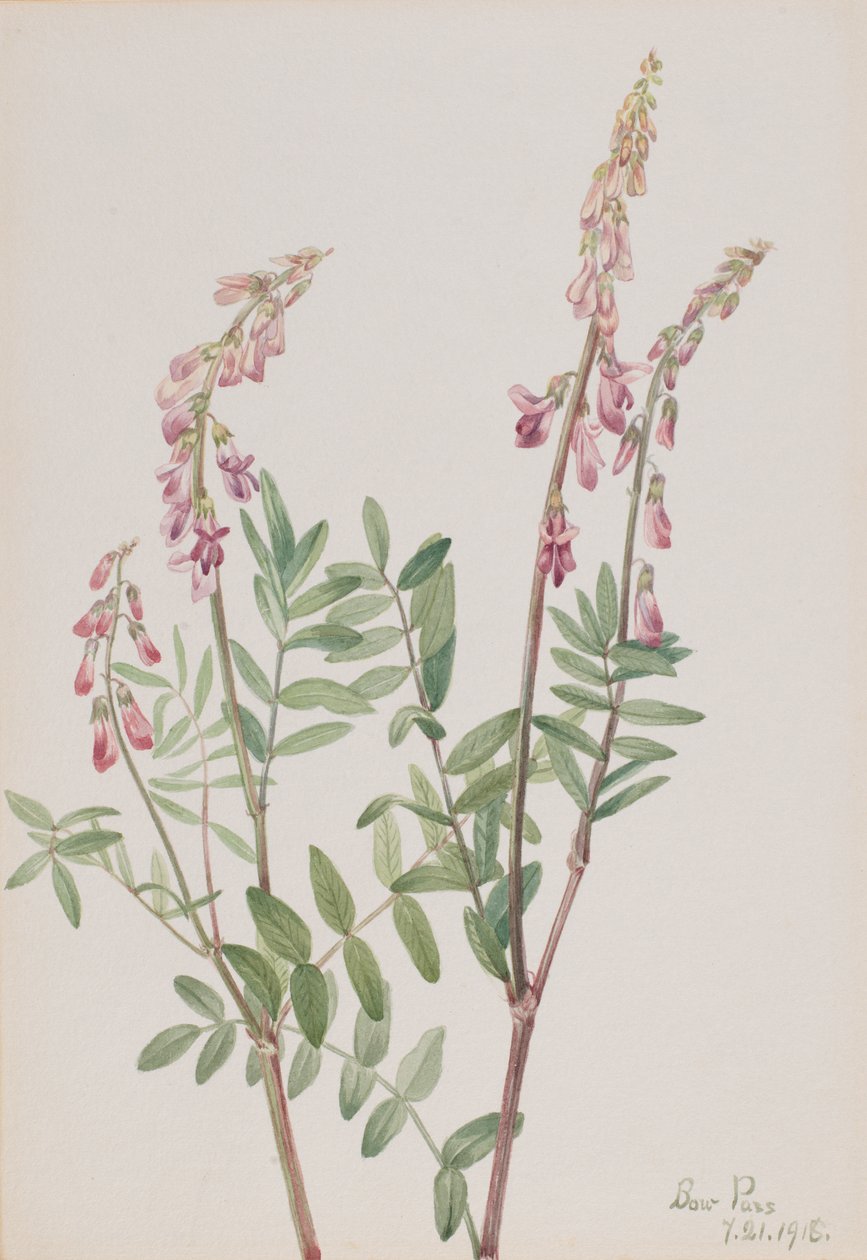 粉红色的Hedysarum Hedysarum americanum，1918。 作者 玛丽·沃克斯·沃尔科特