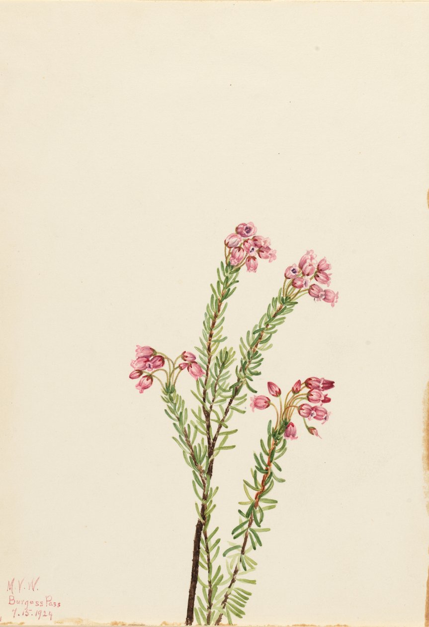 粉红山石楠（Phyllodoce empetriformis） 作者 玛丽·沃克斯·沃尔科特