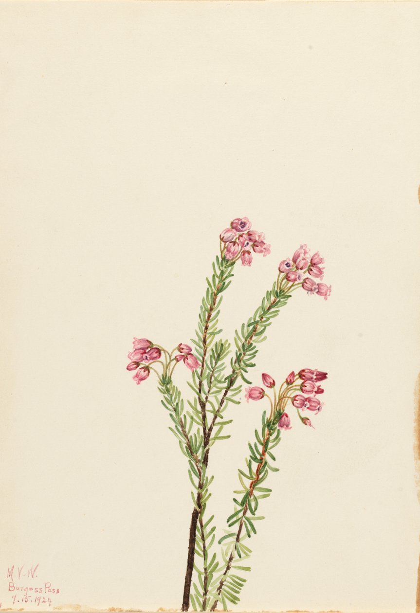 粉红山石楠 Phyllodoce empetriformis, 1924. 作者 玛丽·沃克斯·沃尔科特