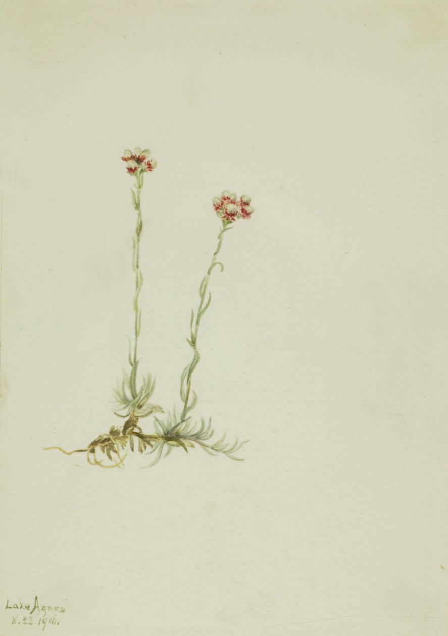 粉红猫爪草（Antennaria rosea） 作者 玛丽·沃克斯·沃尔科特