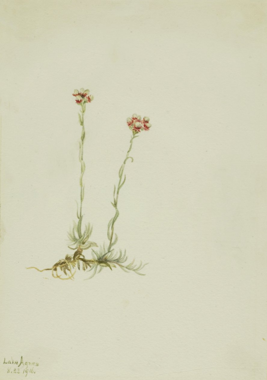 粉红色的Pussytoes Antennaria rosea, 1916. 作者 玛丽·沃克斯·沃尔科特