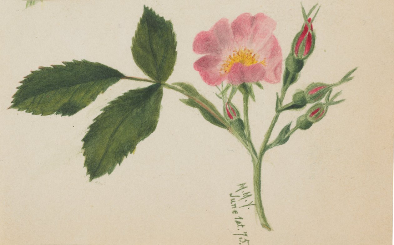 粉红玫瑰，1875年。 作者 玛丽·沃克斯·沃尔科特
