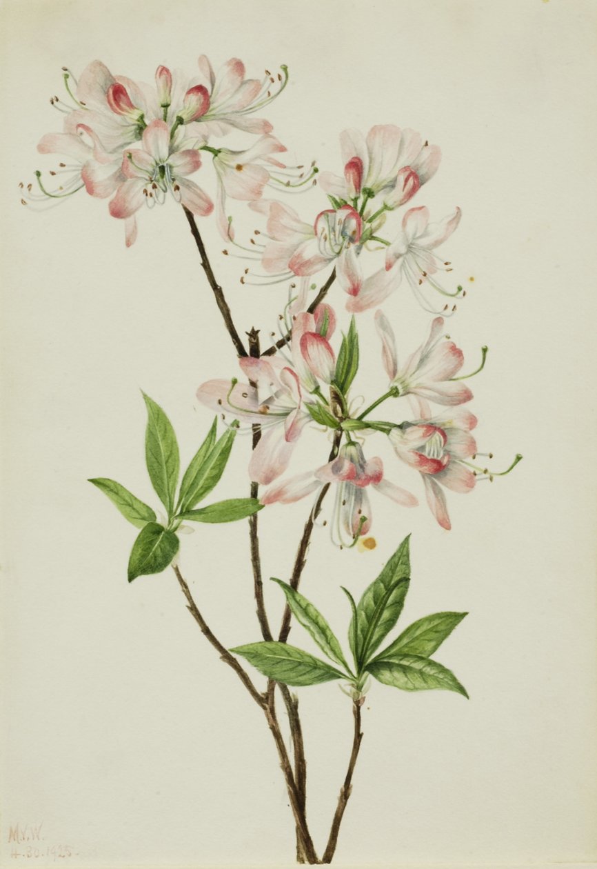 粉壳杜鹃（Azalea vaseyi） 作者 玛丽·沃克斯·沃尔科特