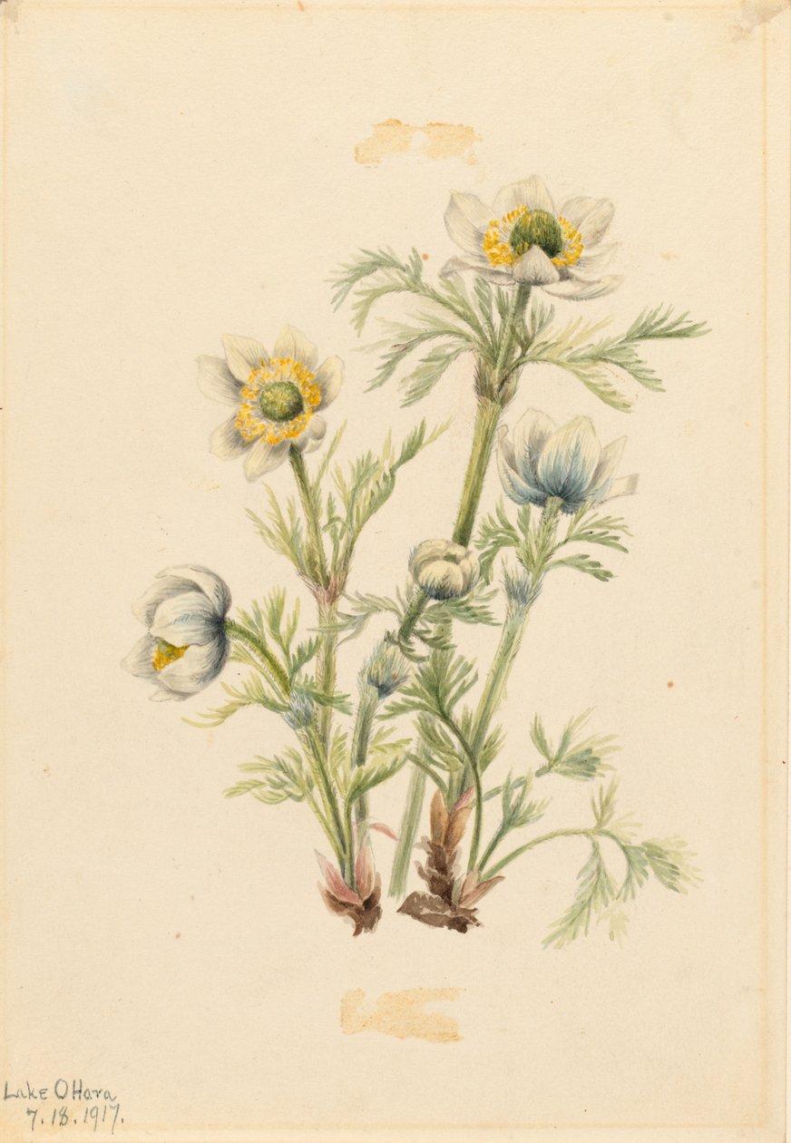 翎毛海葵（Pulsatilla occidentalis） 作者 玛丽·沃克斯·沃尔科特