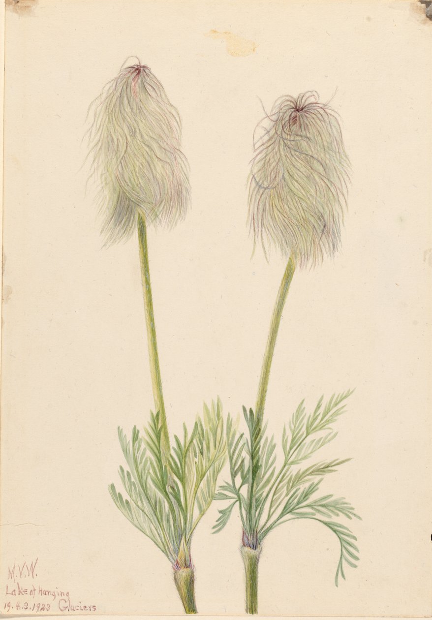 翎毛海葵（Pulsatilla occidentalis） 作者 玛丽·沃克斯·沃尔科特