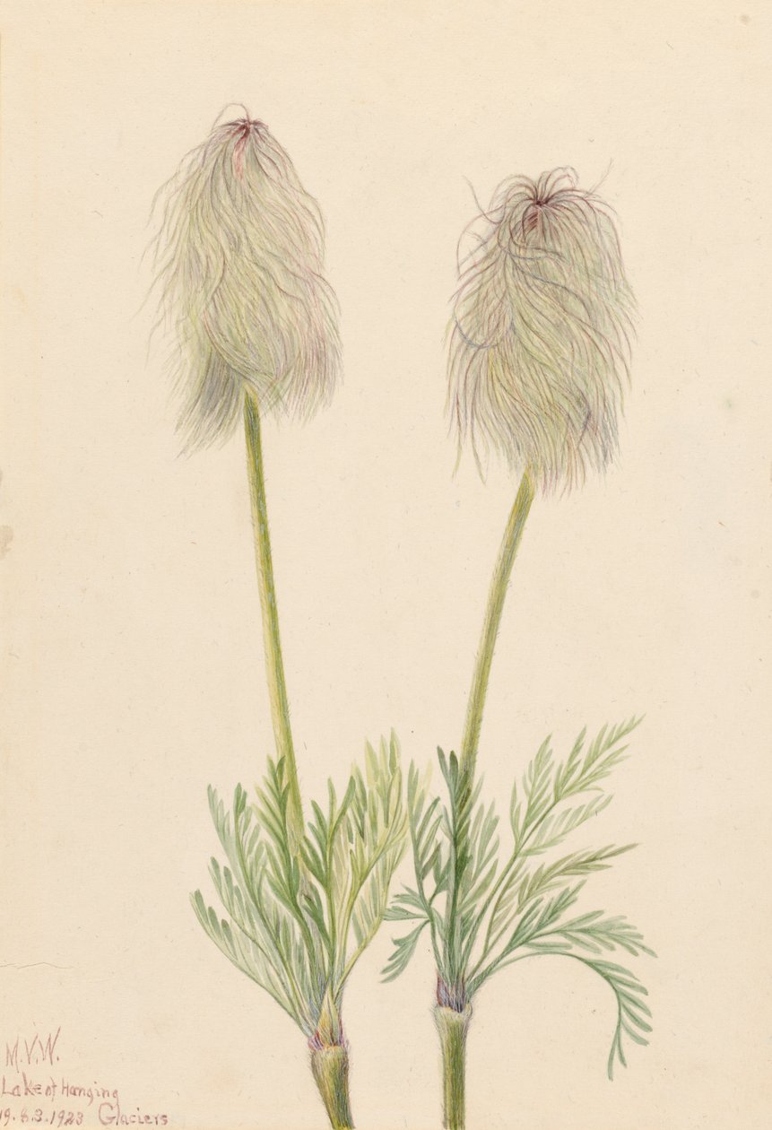 Plume Anemone Pulsatilla occidentalis, 1923. 作者 玛丽·沃克斯·沃尔科特