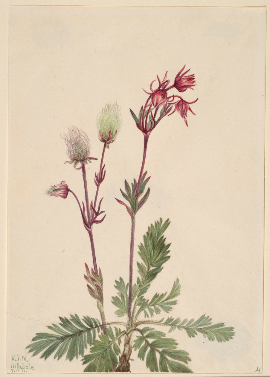 草原炊烟（Sieversia ciliata） 作者 玛丽·沃克斯·沃尔科特