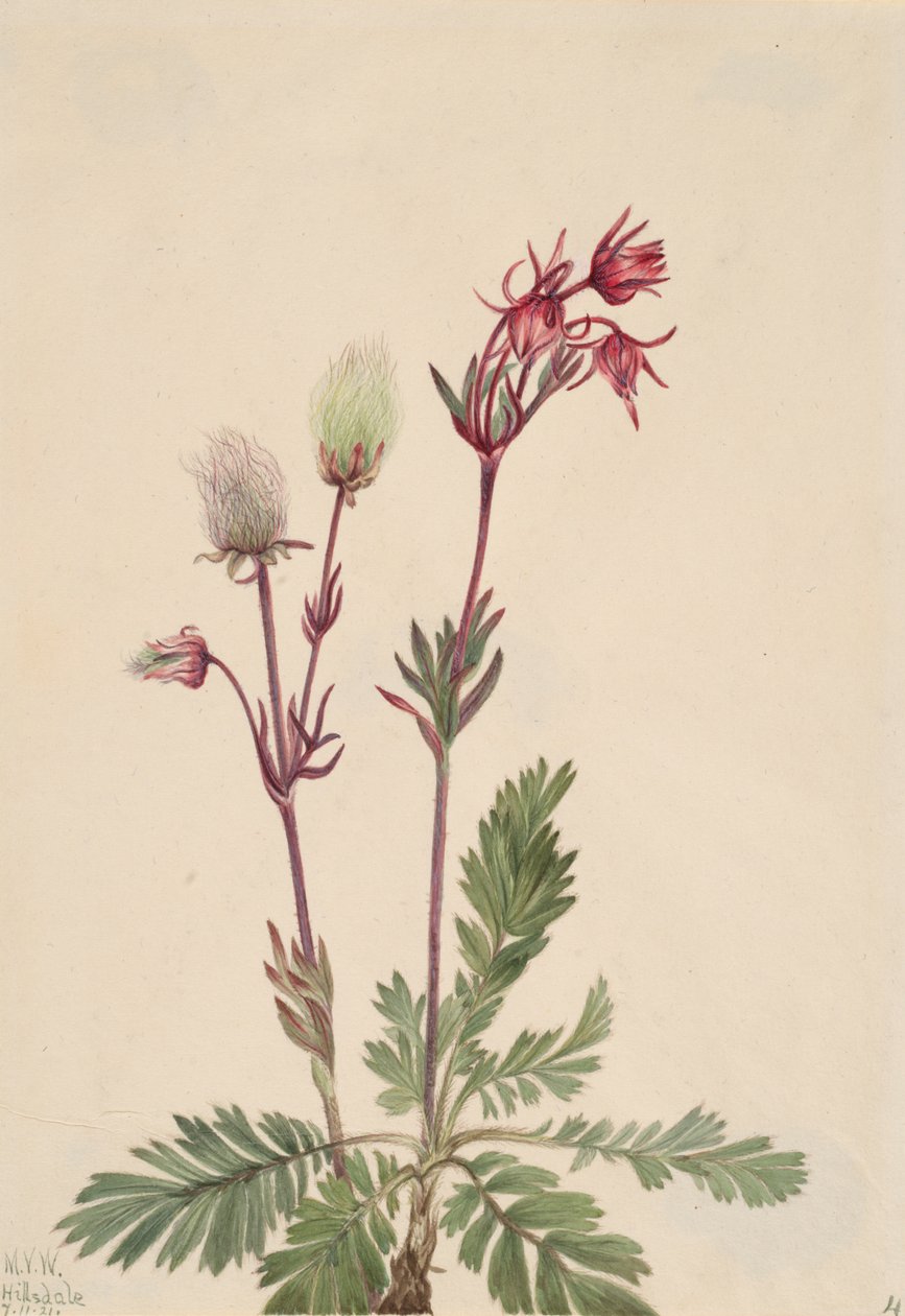 Prairie-Smoke Sieversia ciliata, 1921. 作者 玛丽·沃克斯·沃尔科特