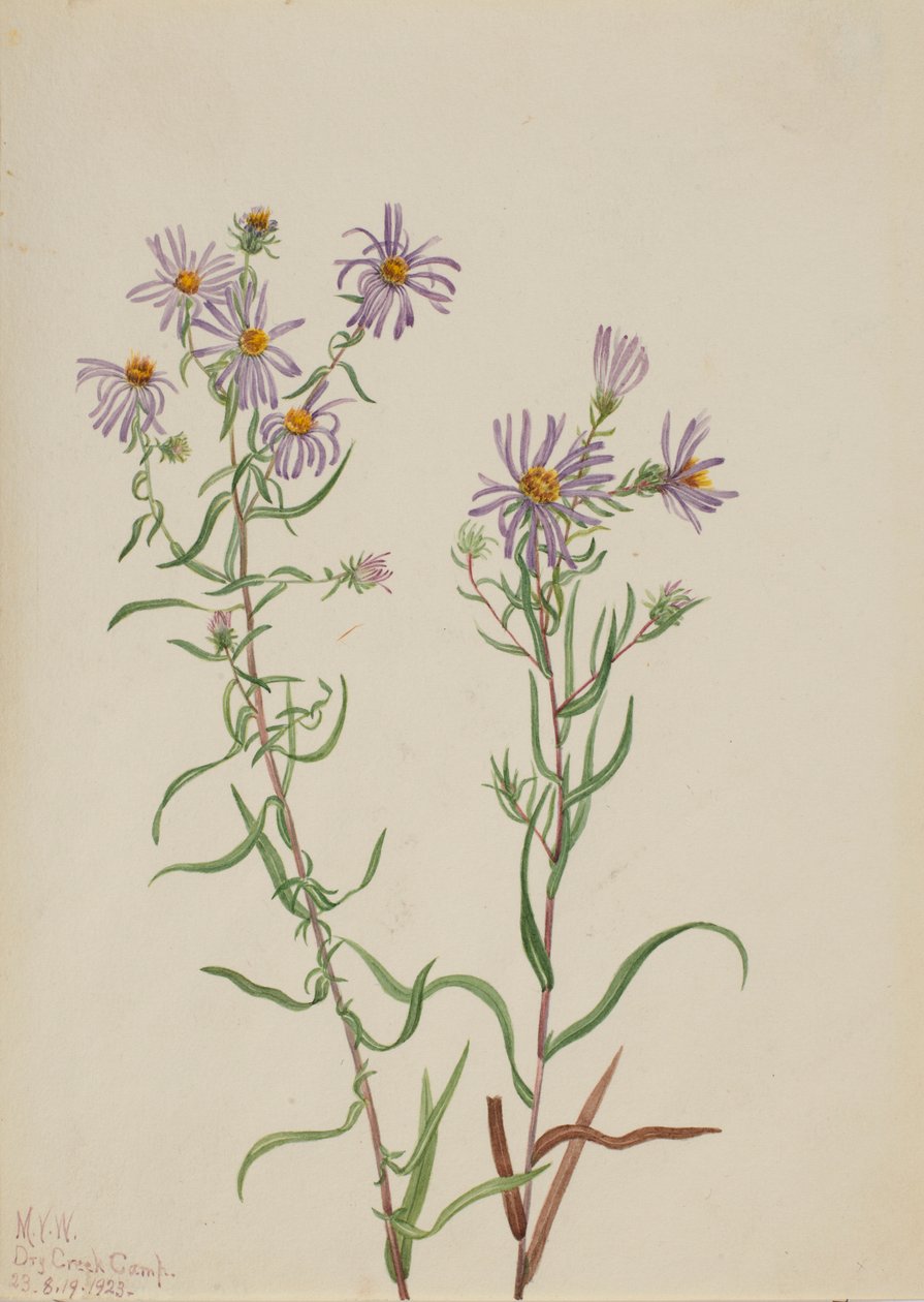 草原翠菊（Aster campestris） 作者 玛丽·沃克斯·沃尔科特