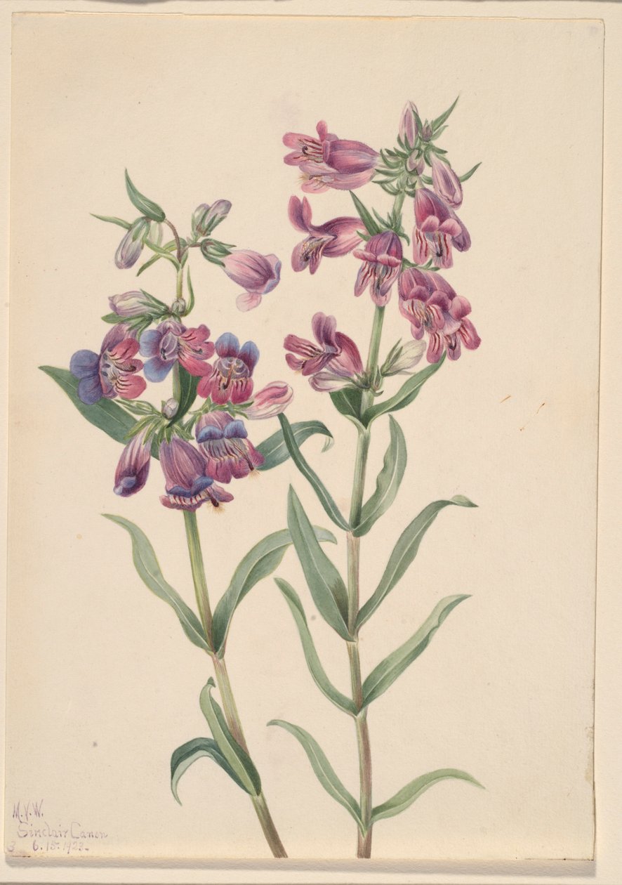 草原五步蛇（Pentstemon erianthera） 作者 玛丽·沃克斯·沃尔科特