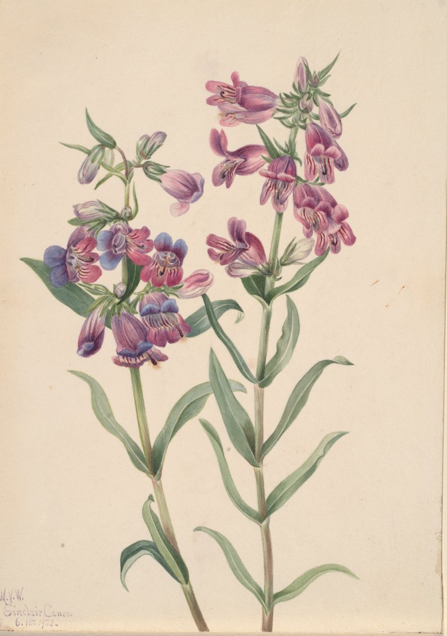 Prairie Pentstemon Pentstemon erianthera, 1923. 作者 玛丽·沃克斯·沃尔科特