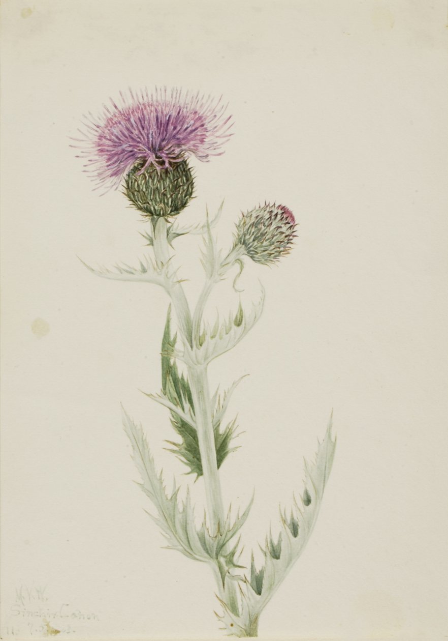 Prairie Thistle Cirsium undulatum, 1923. 作者 玛丽·沃克斯·沃尔科特