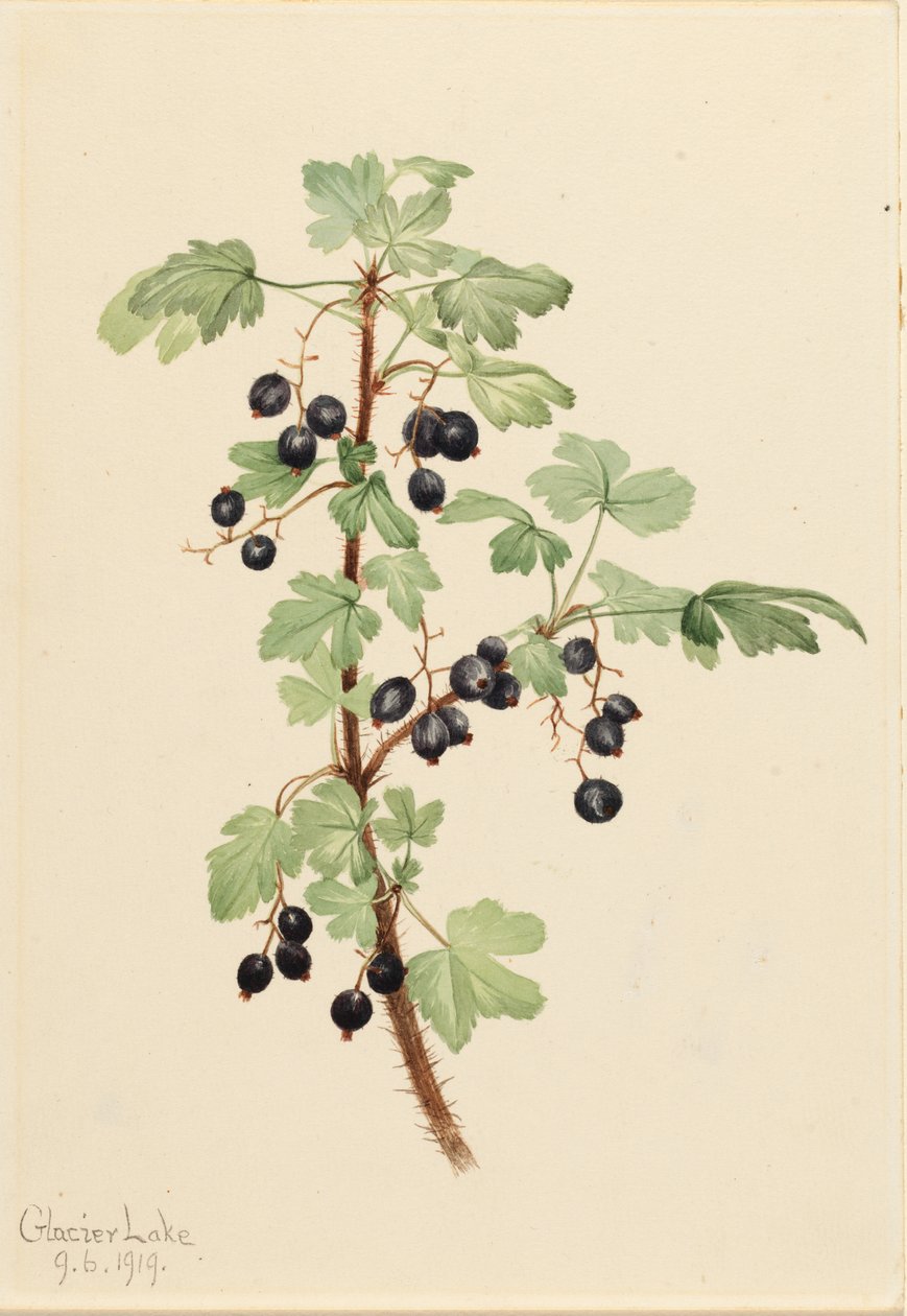 刺醋栗（Ribes lacustre） 作者 玛丽·沃克斯·沃尔科特
