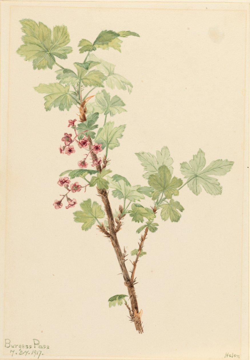 Prickly Currant Ribes lacustre, 1917. 作者 玛丽·沃克斯·沃尔科特