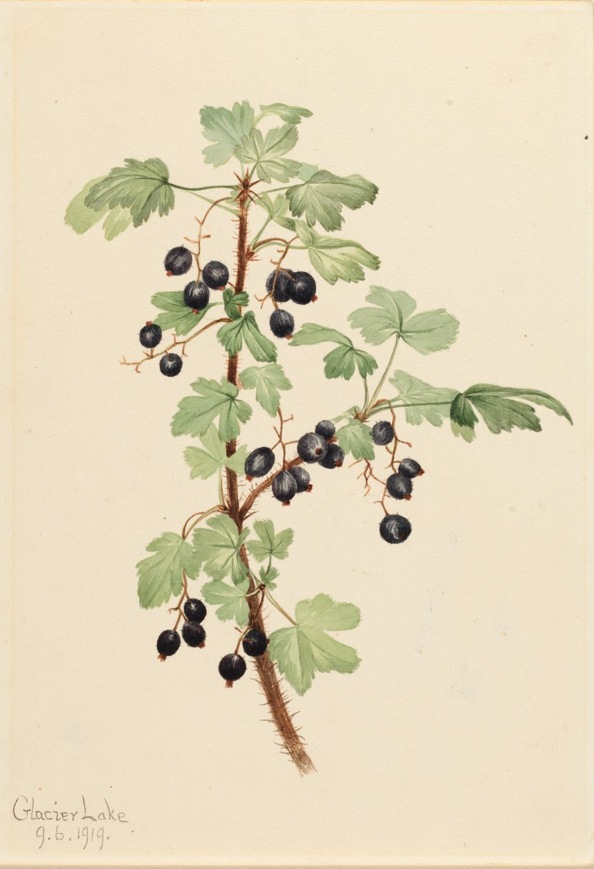 Prickly Currant Ribes lacustre, 1919. 作者 玛丽·沃克斯·沃尔科特