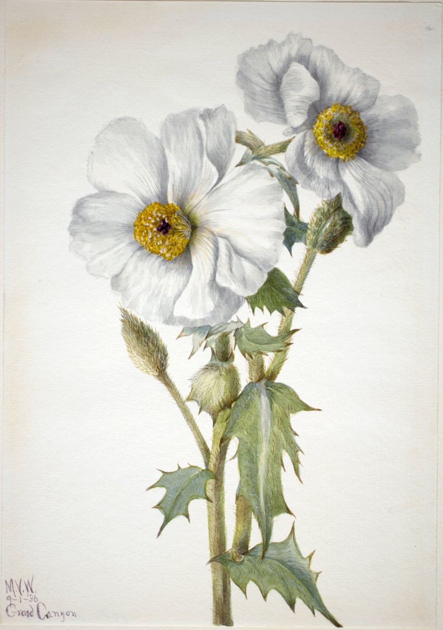 Prickly Poppy Argemone hispeda，1936年。 作者 玛丽·沃克斯·沃尔科特